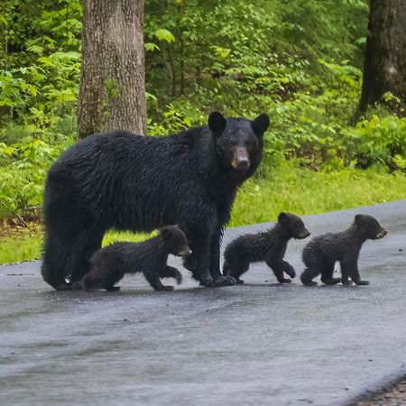 A Higher Calling, 1089 Of Free Area Attraction Tickets For Each Paid Day, Dollywood And More! Pigeon Forge Buitenkant foto